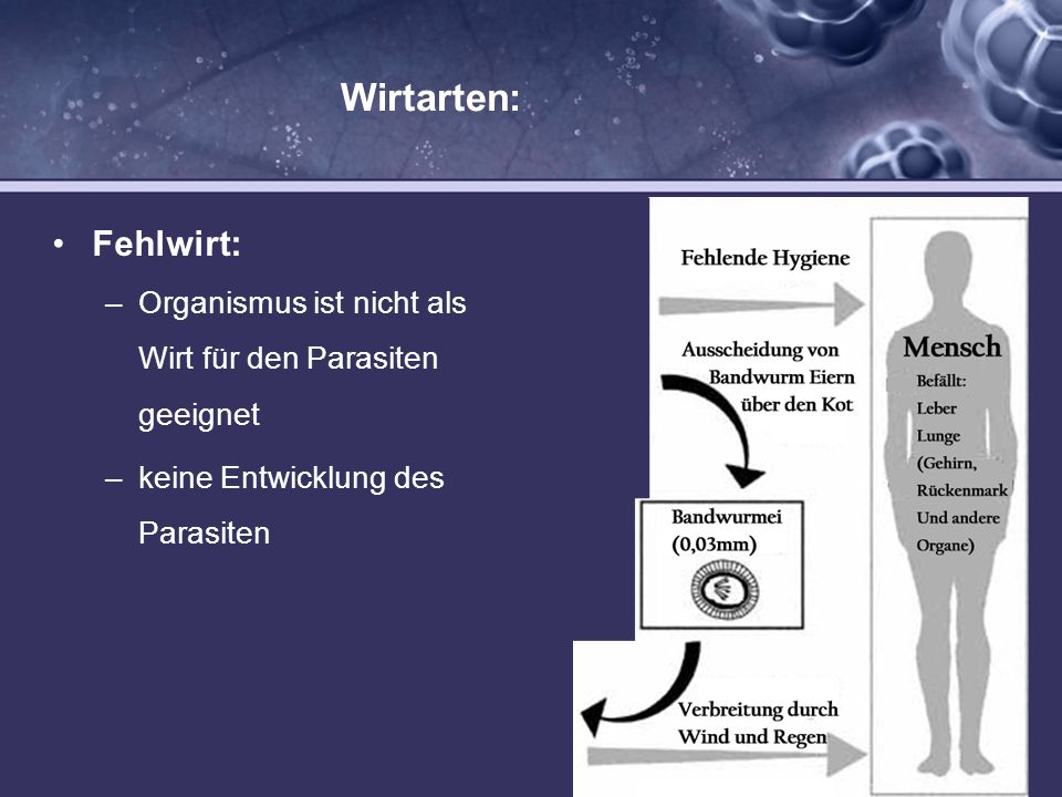 Der Rainfarn ist bei den Würmern den Kindern möglich